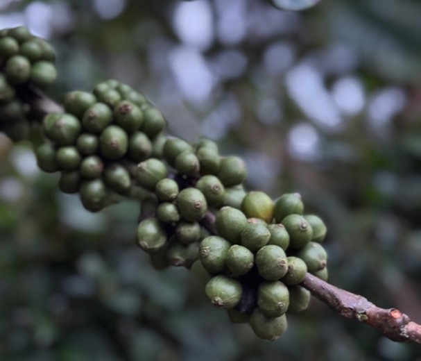 Menjelajahi Dusun Cukil: Desa Penghasil Kopi Excelsa yang Wajib Masuk List Kamu!